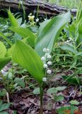 Convallaria majalis. Цветущее растение. Ленинградская обл., Кингисеппский р-н, в 5,5 км севернее дер. Куровицы, смешанный лес. 08.06.2017.