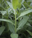 Centaurea montana