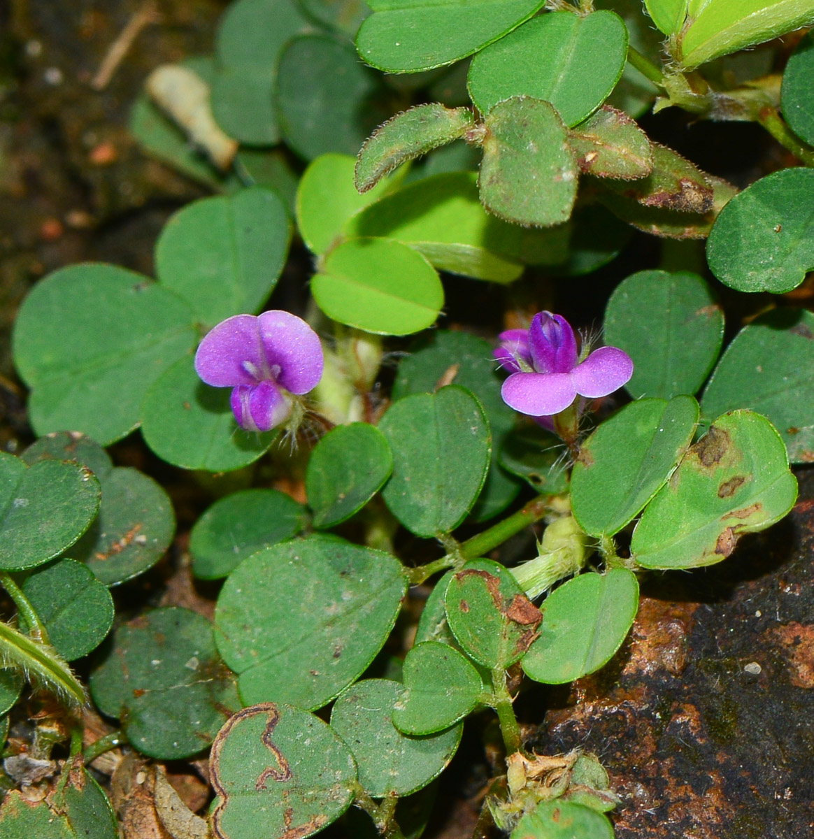 Image of Desmodium triflorum specimen.