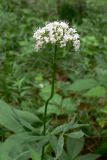 Valeriana wolgensis