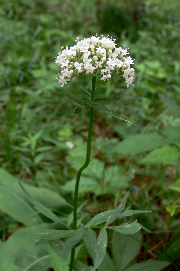 Image of Valeriana wolgensis specimen.