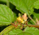 genus Corchorus. Бутоны и цветки на верхушке побега. Таиланд, о-в Пхукет, курорт Ката, край леса у дороги вдоль канала. 12.01.2017.