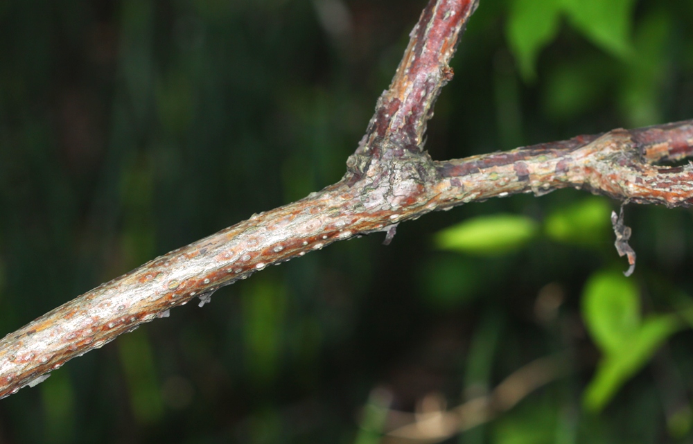 Image of Actinidia polygama specimen.