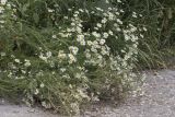 Tripleurospermum inodorum. Цветущие растения. Саратов, обочина дороги. 23.07.2017.
