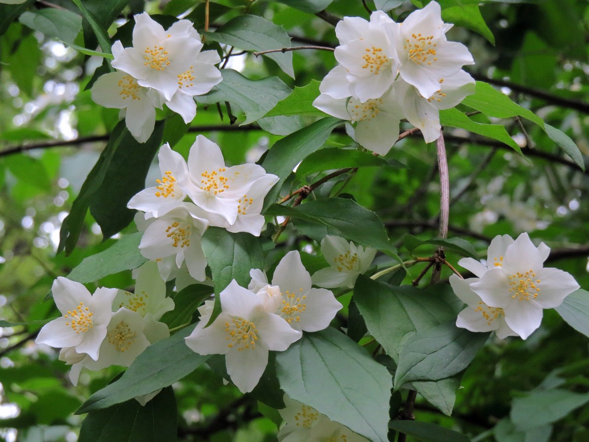 Изображение особи род Philadelphus.