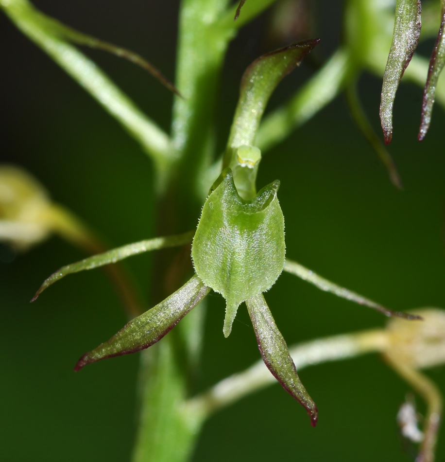 Image of Liparis krameri specimen.