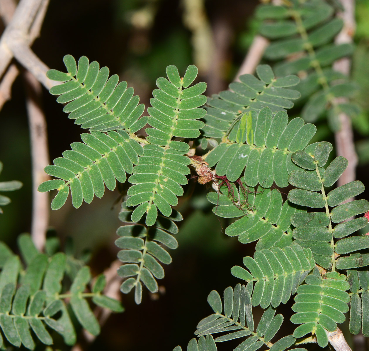 Изображение особи Calliandra californica.