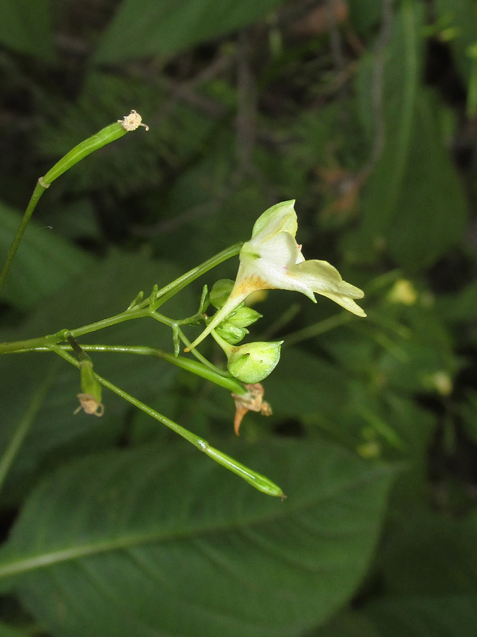 Изображение особи Impatiens parviflora.