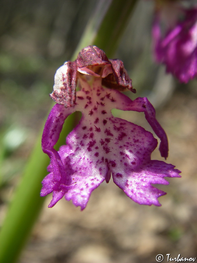 Изображение особи Orchis &times; angusticruris.