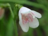 Linnaea borealis