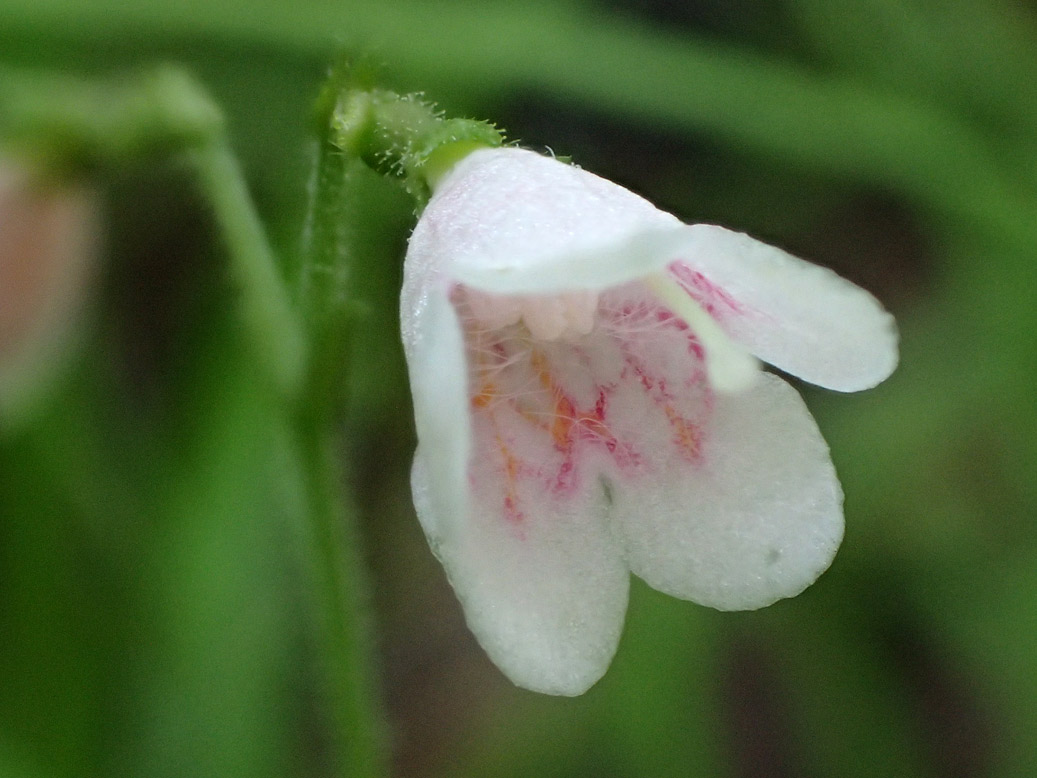 Image of Linnaea borealis specimen.