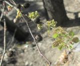 Celtis sinensis