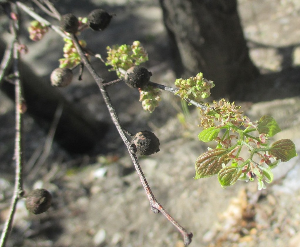 Изображение особи Celtis sinensis.