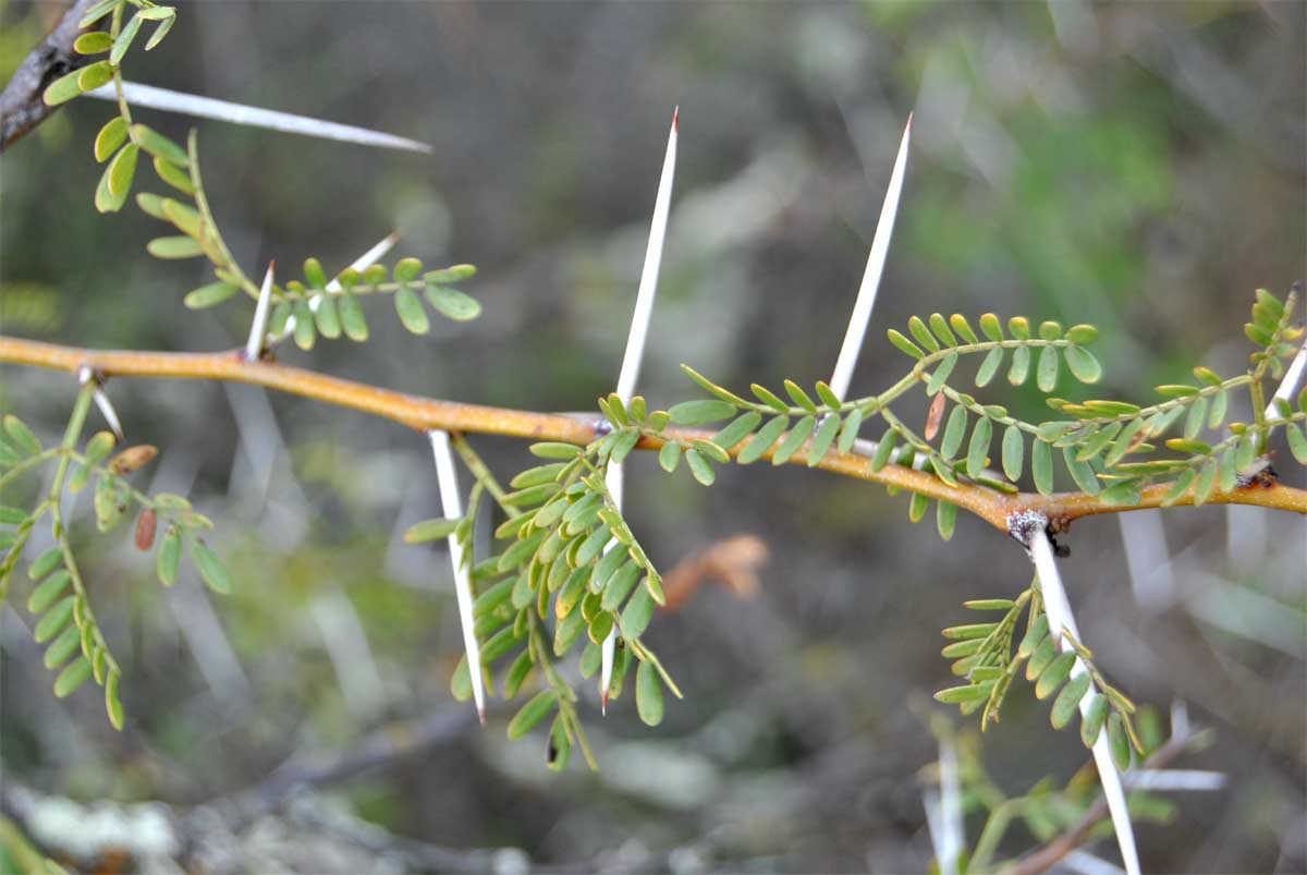 Image of Vachellia erioloba specimen.