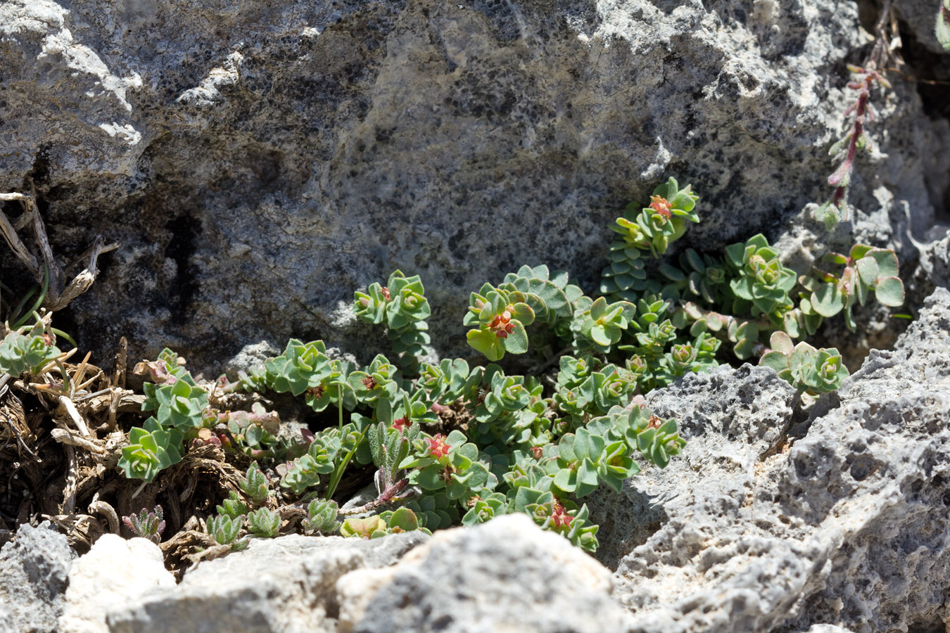 Изображение особи Euphorbia herniariifolia.