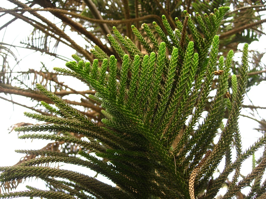 Изображение особи Araucaria heterophylla.