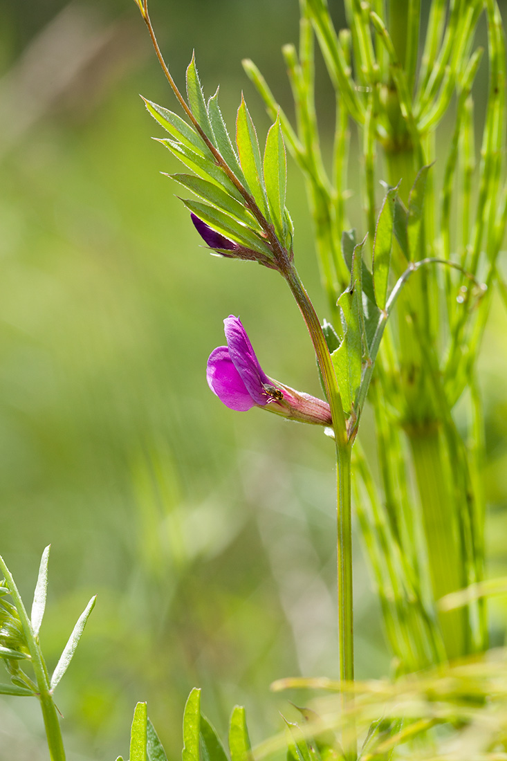 Image of Vicia angustifolia specimen.