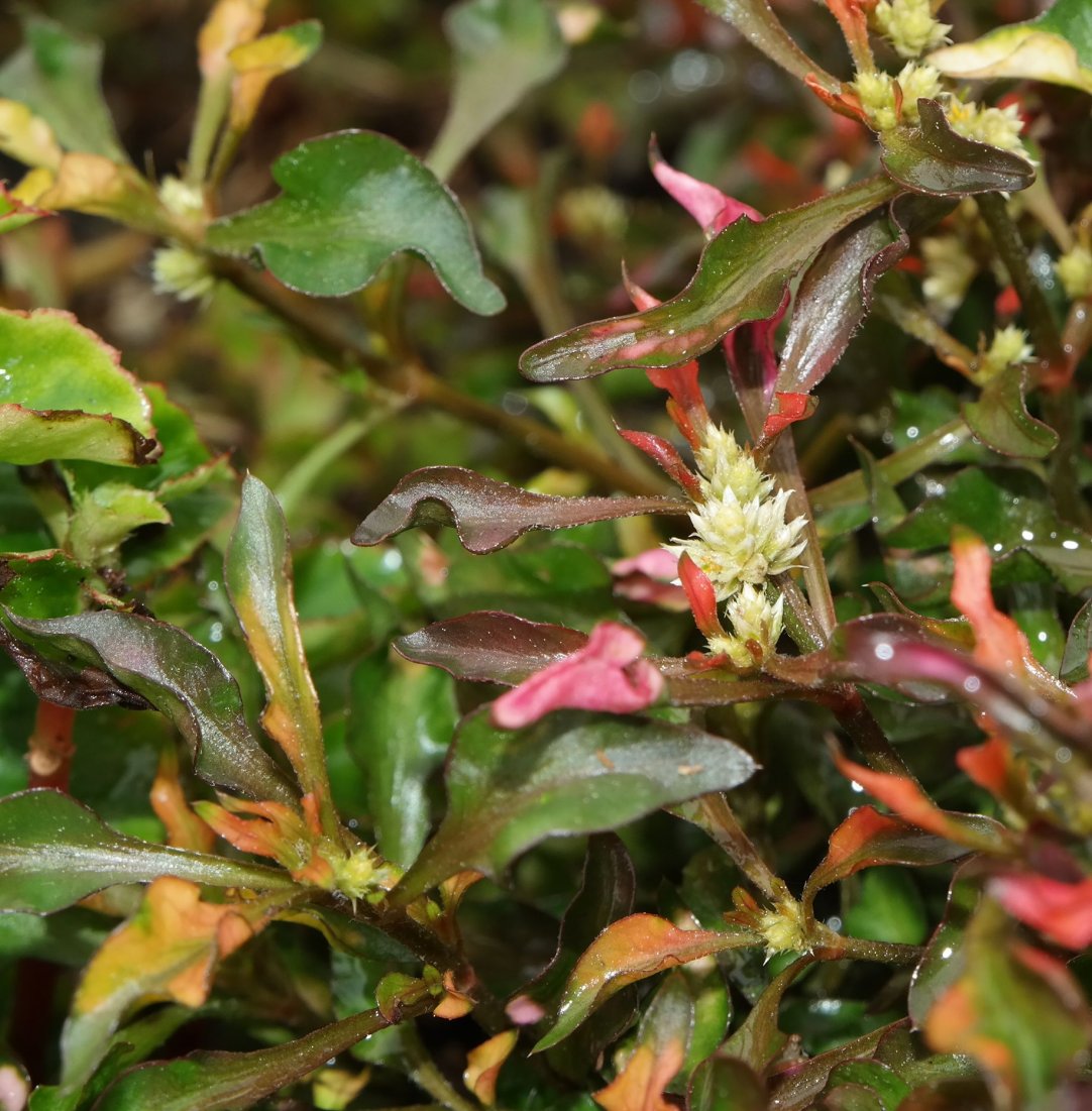 Image of Alternanthera ficoidea specimen.