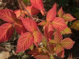 Rubus matsumuranus