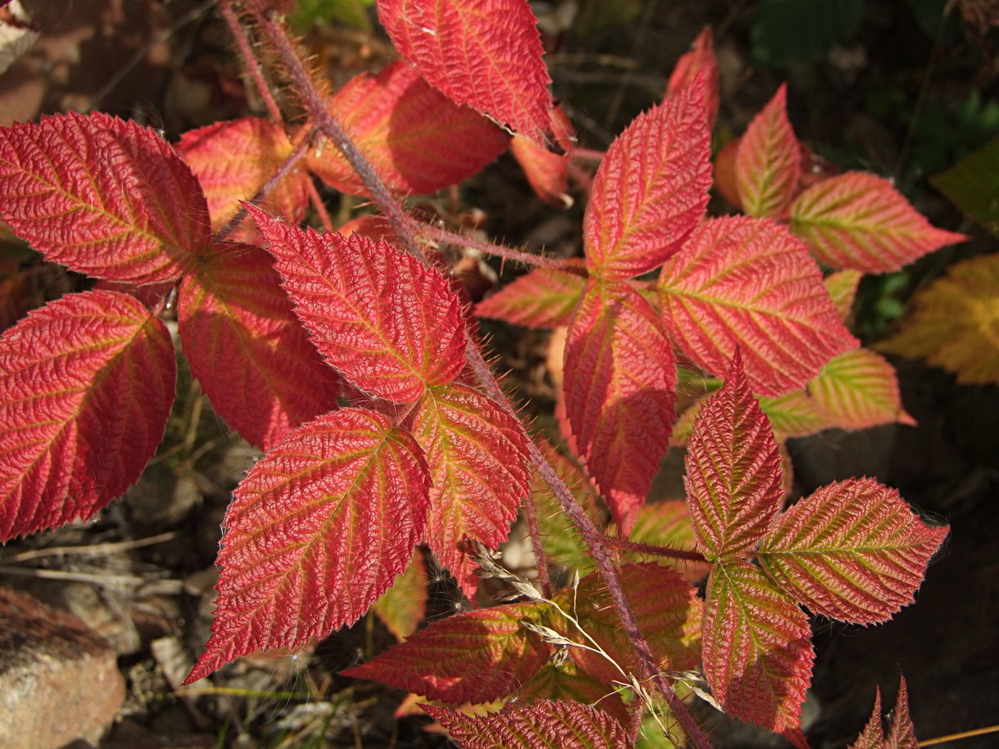 Изображение особи Rubus matsumuranus.