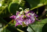 Passiflora foetida. Цветок. Израиль, г. Бат-Ям, на спуске к морю. 07.11.2017.