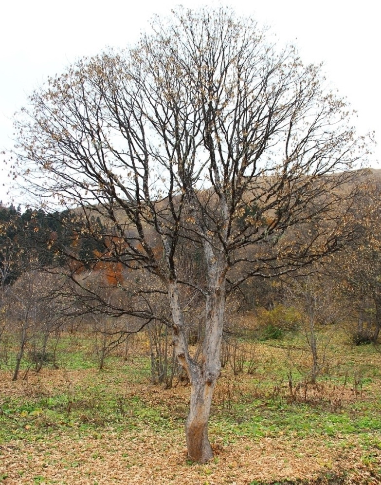 Image of Acer trautvetteri specimen.