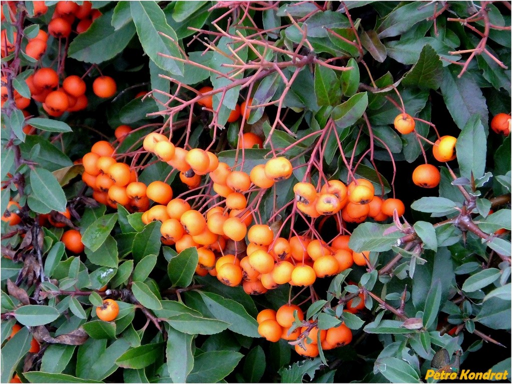 Image of Pyracantha coccinea specimen.