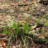 Carex digitata