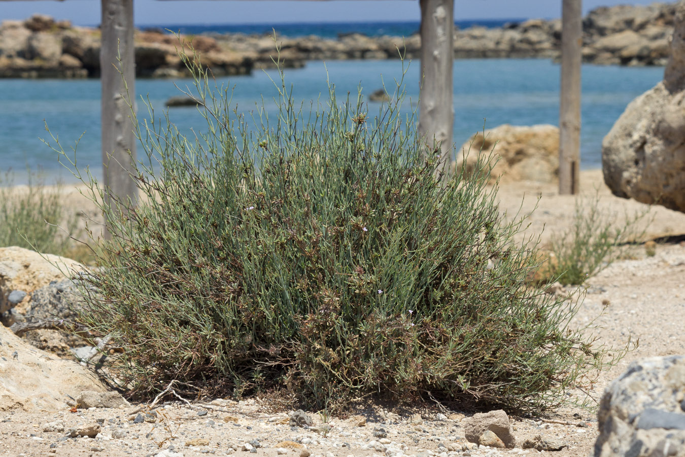 Изображение особи Limonium proliferum.