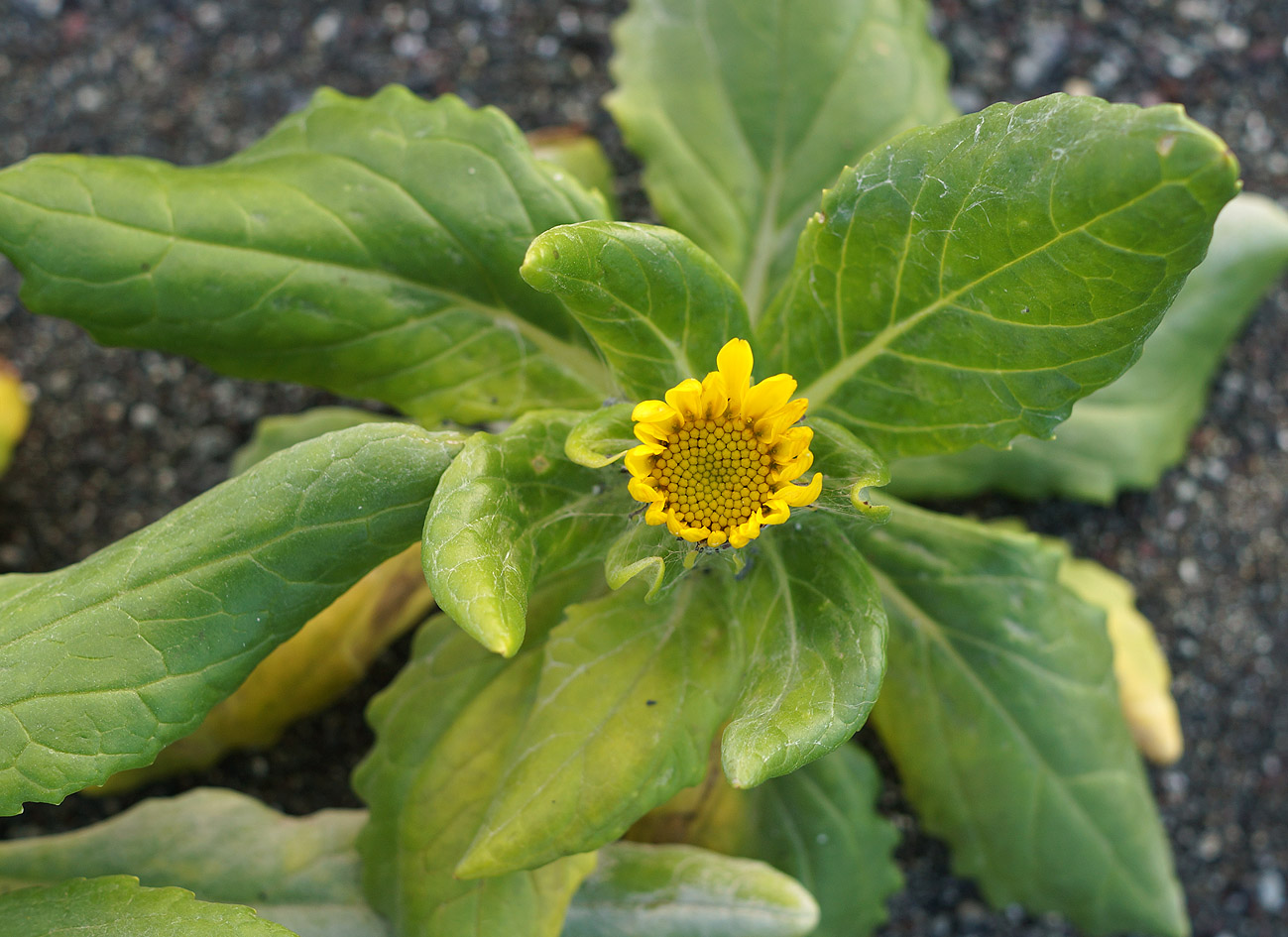 Изображение особи Senecio pseudoarnica.