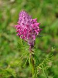 Pedicularis panjutinii. Верхушка побега с соцветием. Абхазия, Рицинский реликтовый национальный парк, гора Агура, урочище Каменная Поляна, ≈ 2400 м н.у.м., субальпийский луг. 14.07.2017.