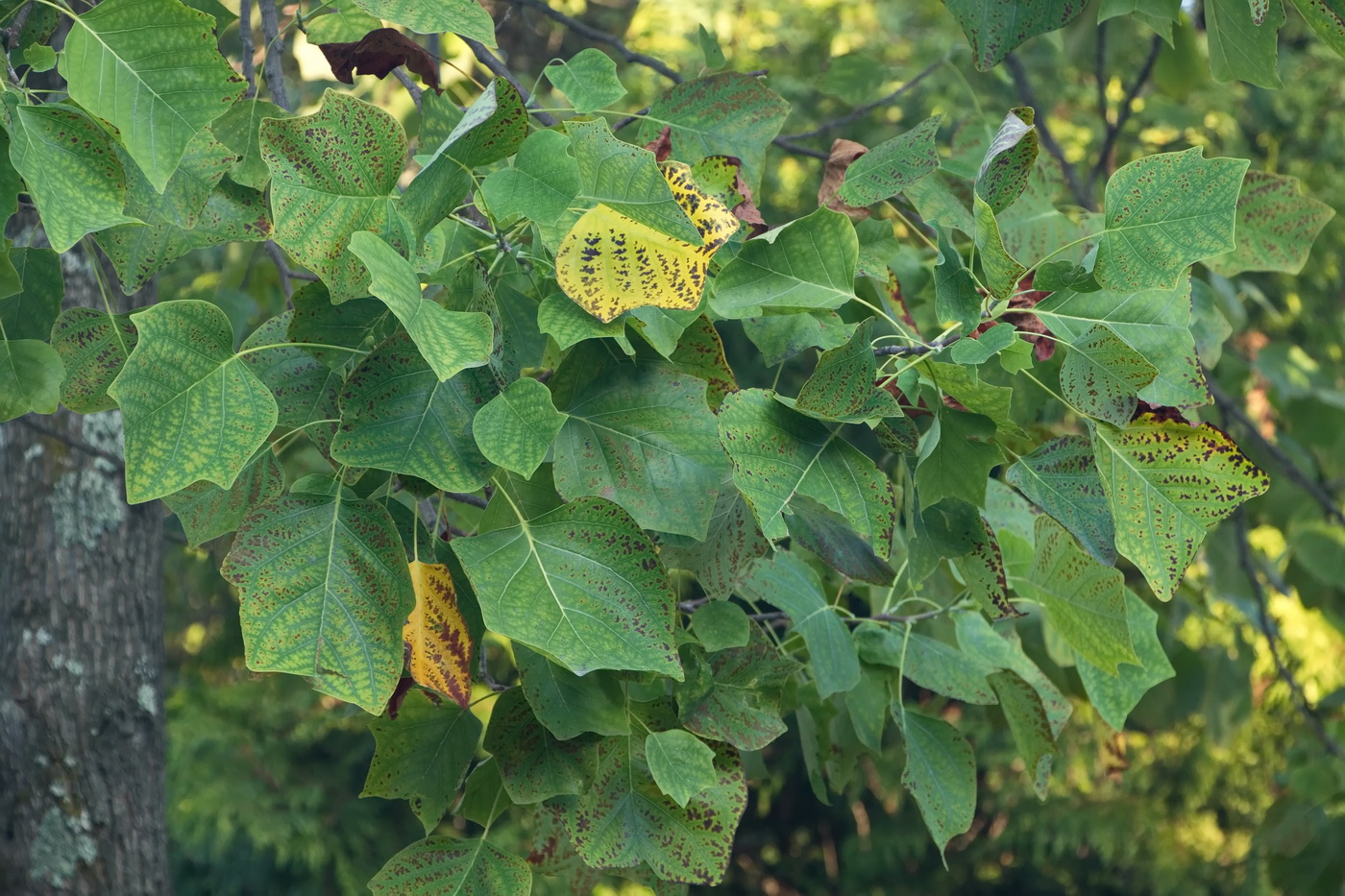 Изображение особи Liriodendron tulipifera.