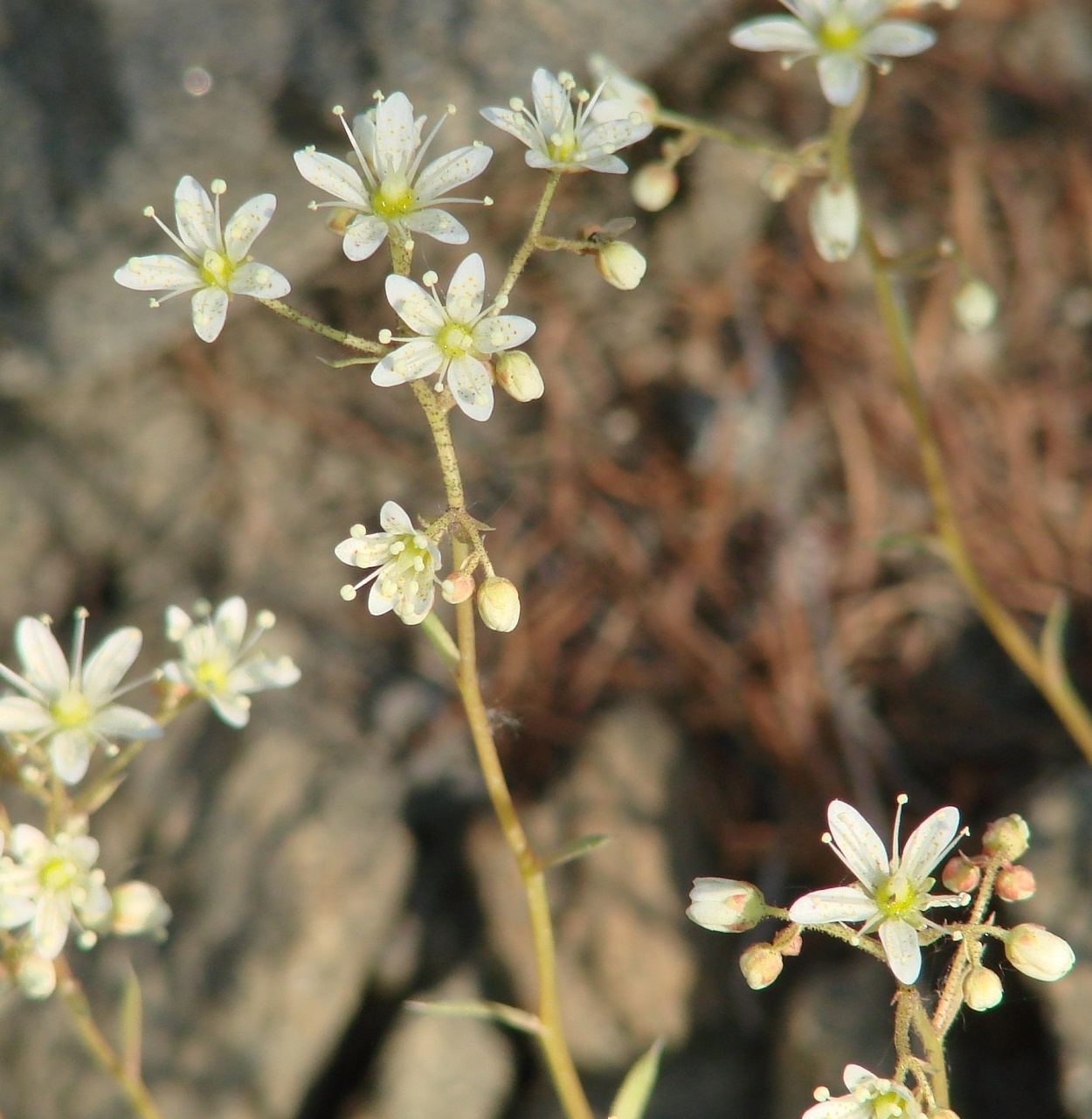 Image of Saxifraga spinulosa specimen.