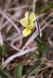 Viola lutea ssp. sudetica