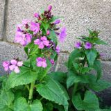 Lunaria annua