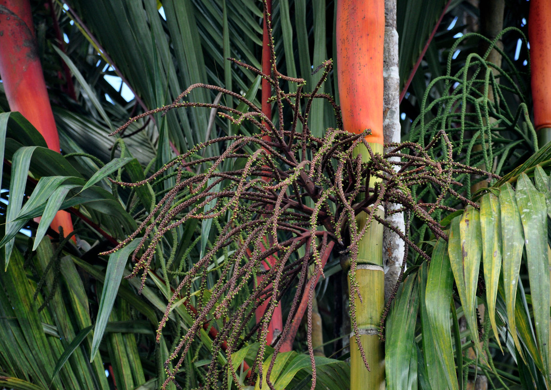 Image of Cyrtostachys renda specimen.