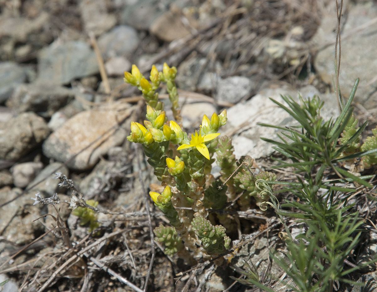 Image of Sedum acre specimen.