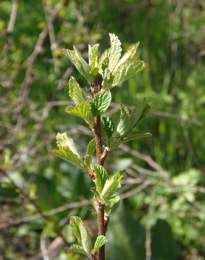 Изображение особи Cerasus tomentosa.