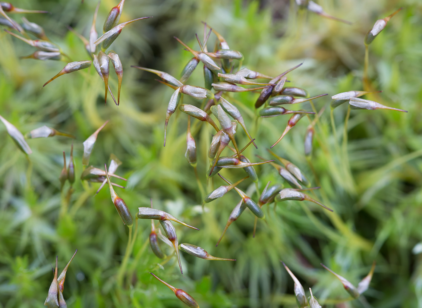 Image of Dicranum polysetum specimen.