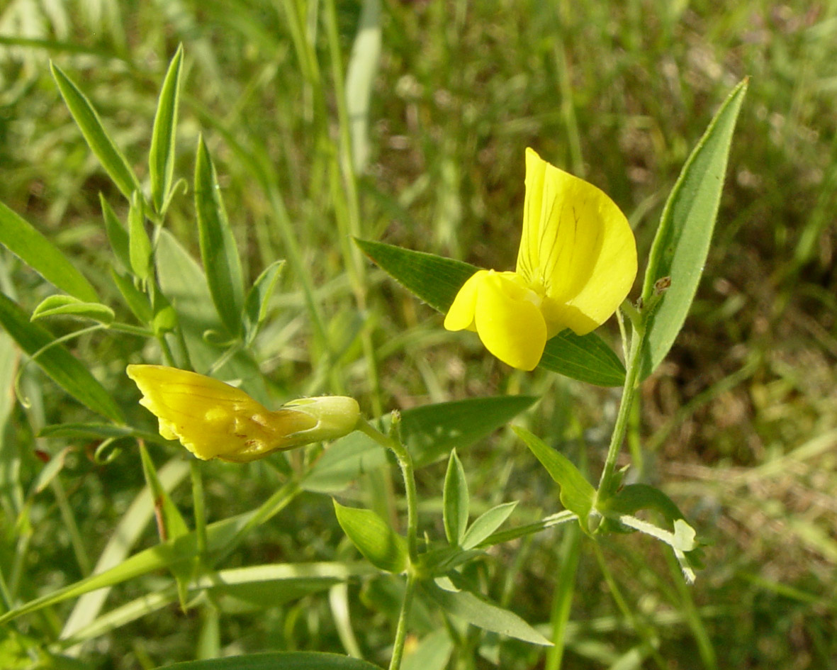 Изображение особи Lathyrus pratensis.