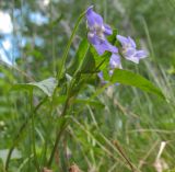 Viola canina