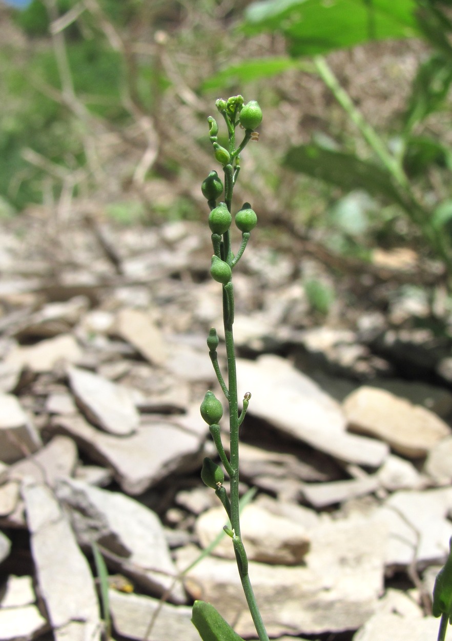 Изображение особи Calepina irregularis.