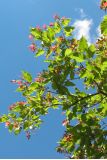 Acer tataricum
