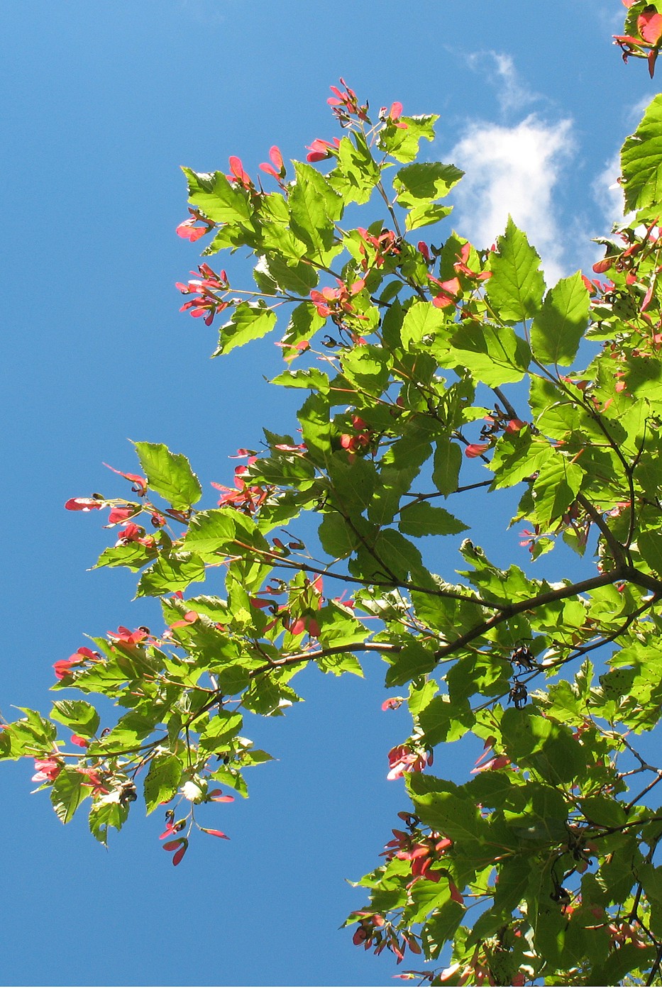 Image of Acer tataricum specimen.