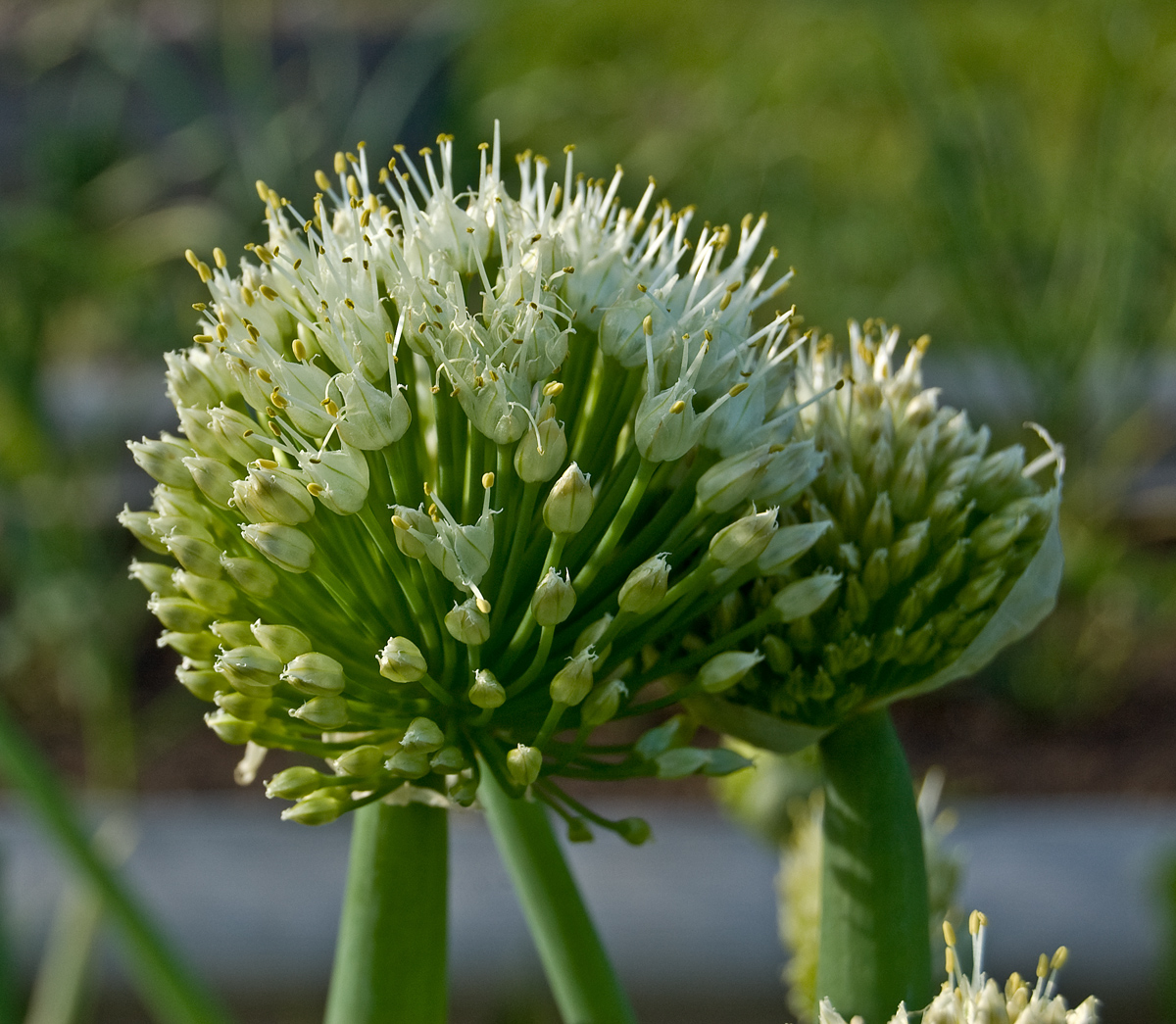 Изображение особи Allium fistulosum.