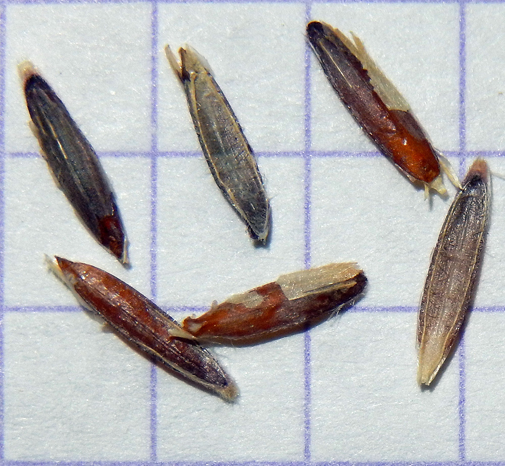 Image of Bromus anatolicus specimen.