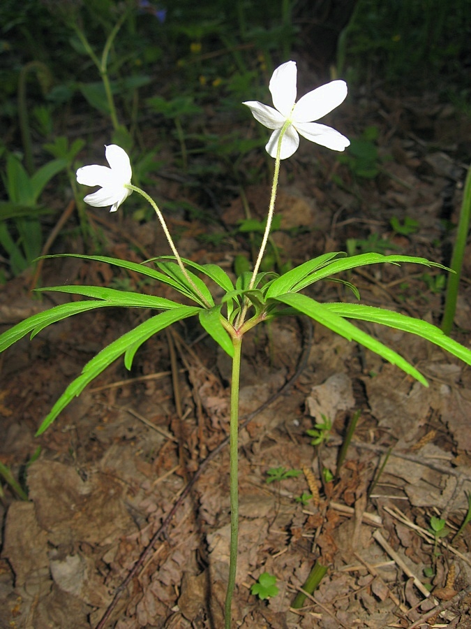 Изображение особи Anemone caerulea.