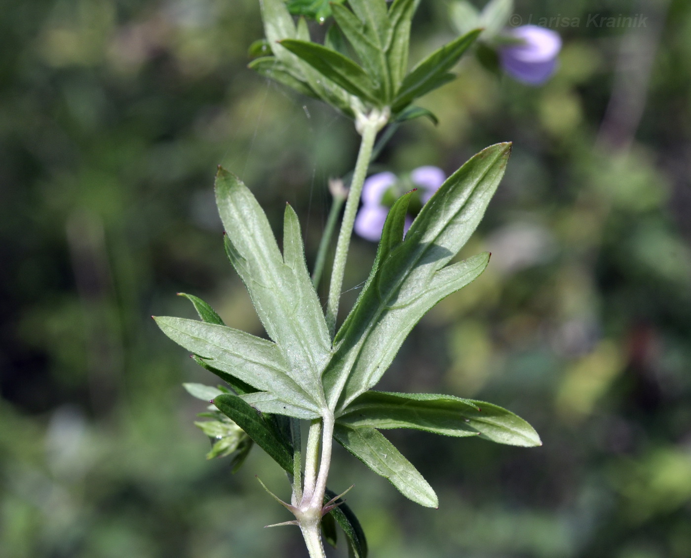 Image of Geranium dahuricum specimen.