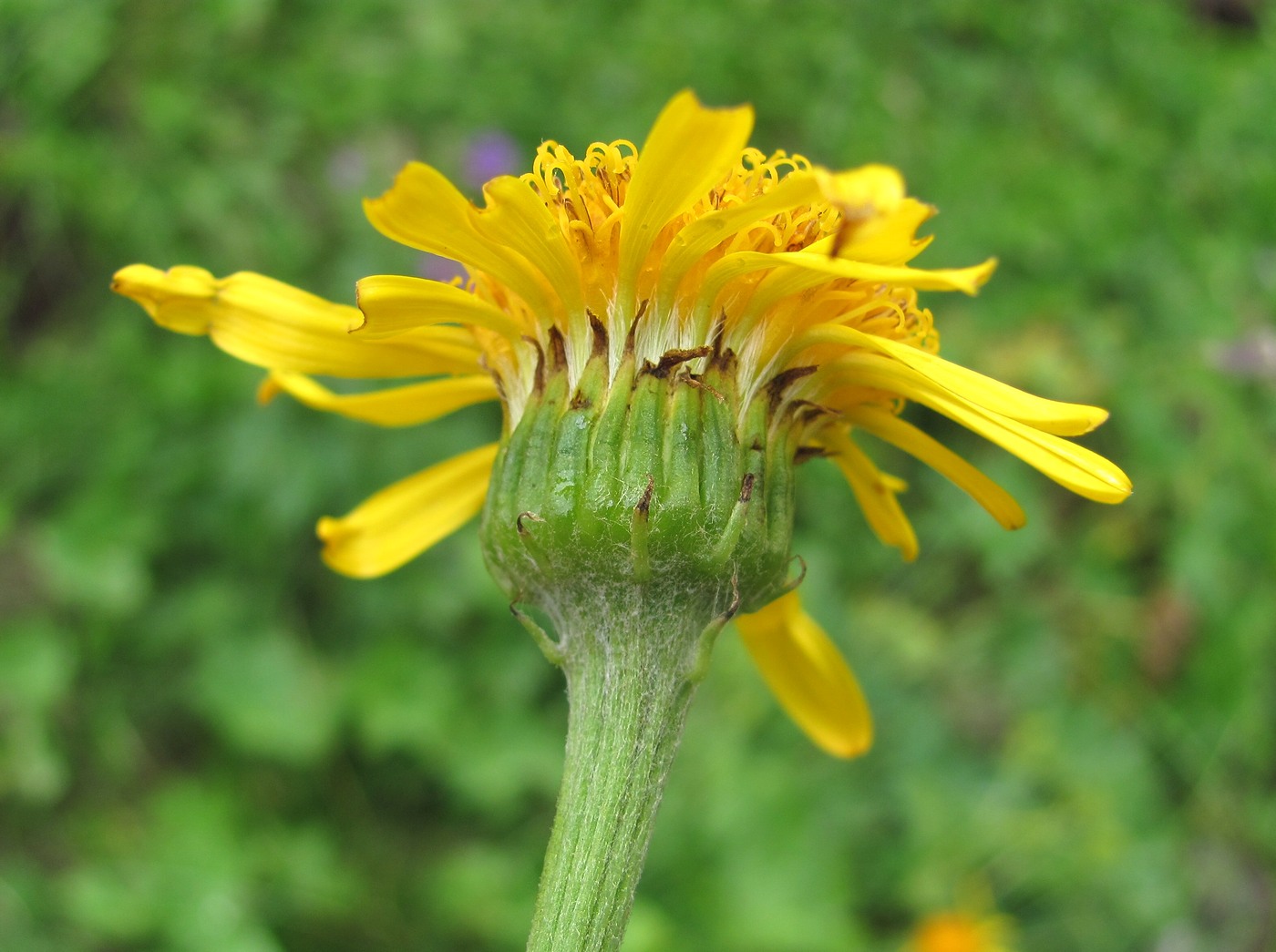 Изображение особи Dolichorrhiza caucasica.