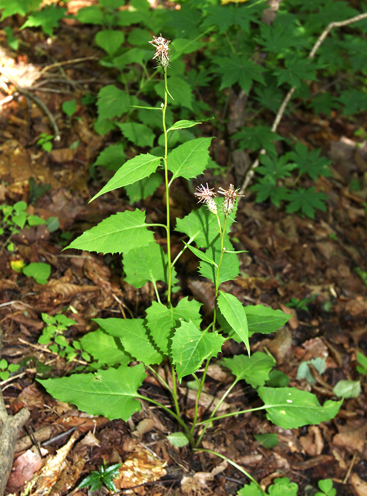 Изображение особи Saussurea subtriangulata.